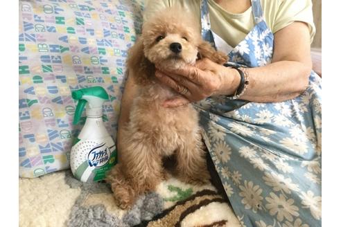 成約済の北海道のトイプードル-46099の3枚目